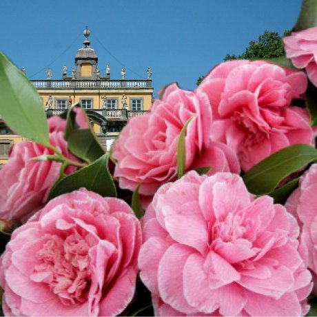 VILLE E CAMELIE DELLA LUCCHESIA