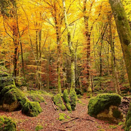ASSAGGI DIVINI TRA FORESTE, CANTINE E MONASTERI SACRI