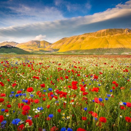 LA FIORITURA DI CASTELLUCCIO E NORCIA
