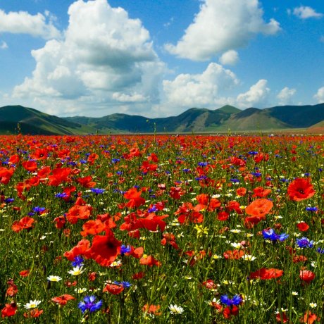 Fioritura di Castelluccio di Norcia 2018 Fioritura di Castelluccio di Norcia 2018