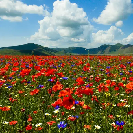 Fioritura di Castelluccio di Norcia 2018 Fioritura di Castelluccio di Norcia 2018