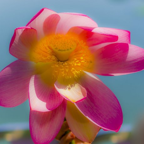FIORI DI LOTO E REGGIA DI COLORNO FIORI DI LOTO E REGGIA DI COLORNO