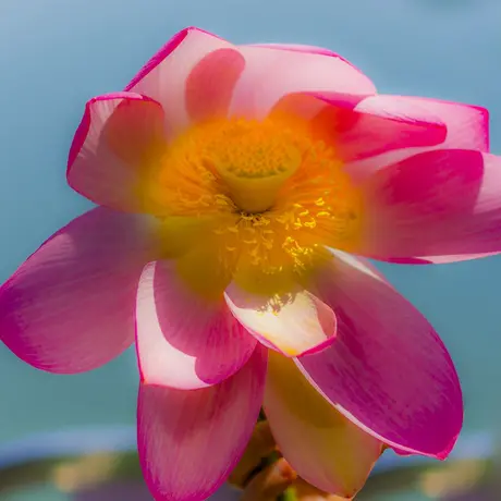 FIORI DI LOTO E REGGIA DI COLORNO FIORI DI LOTO E REGGIA DI COLORNO