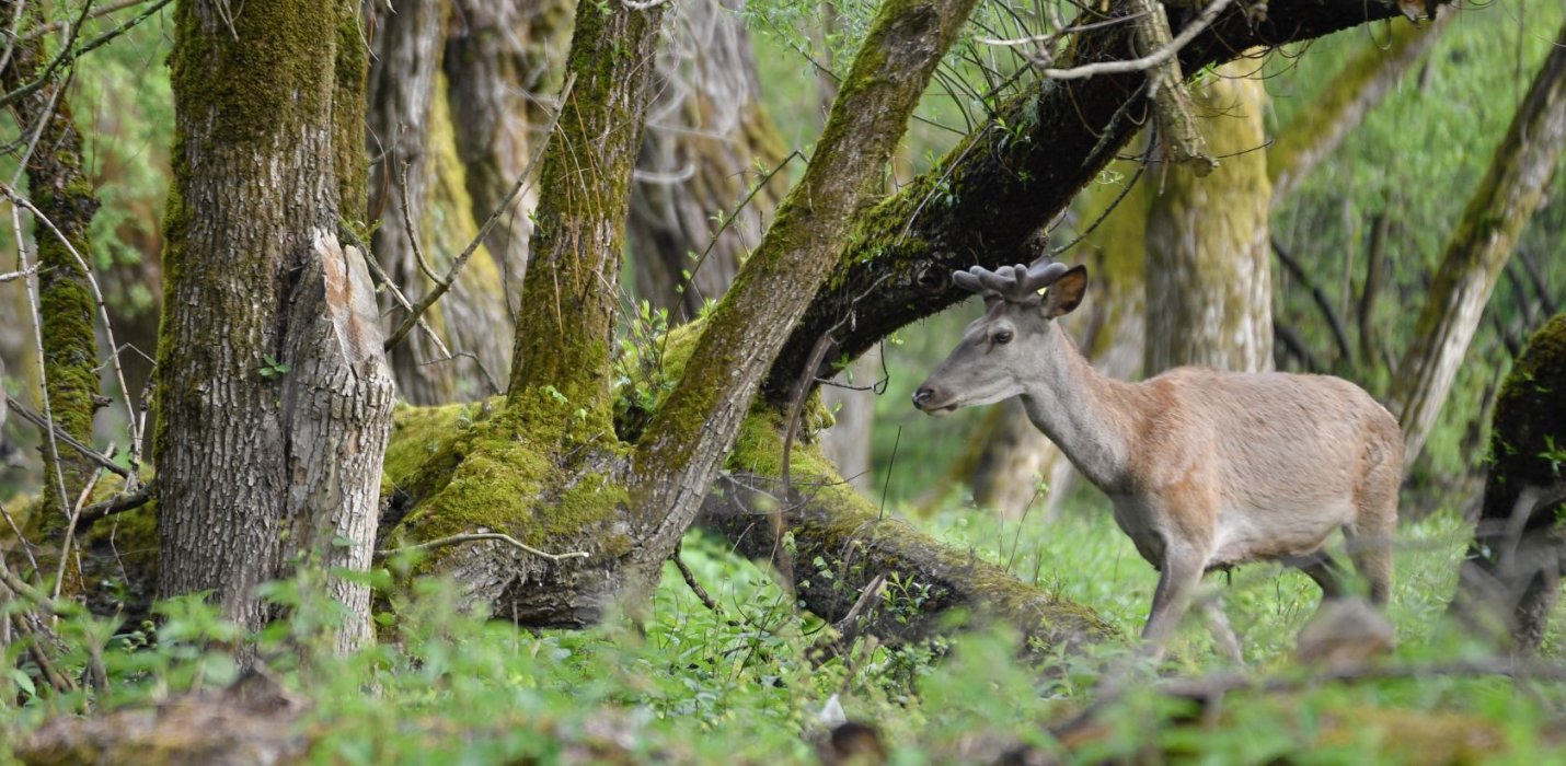 SULLE TRACCE DELL'ORSO MARSICANO