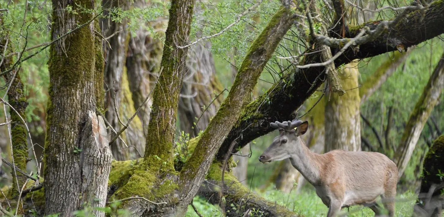 SULLE TRACCE DELL'ORSO MARSICANO