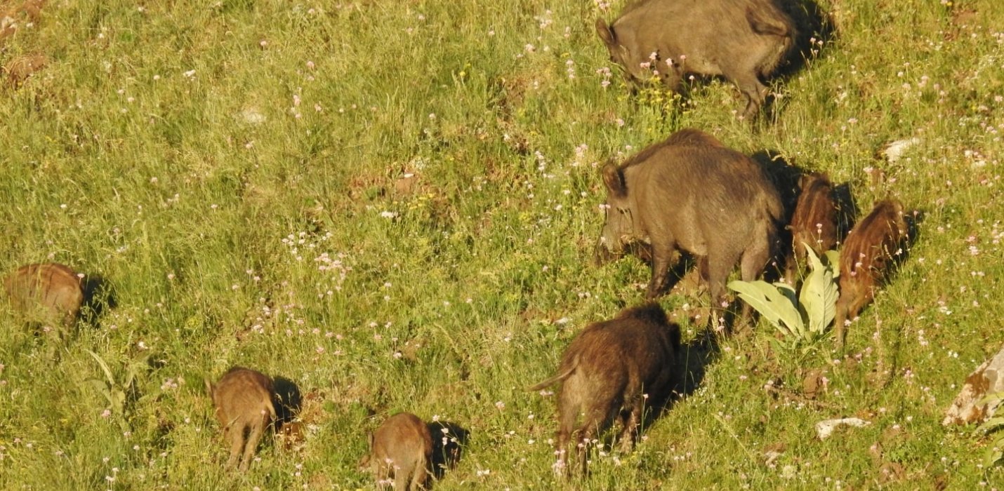 SULLE TRACCE DELL'ORSO MARSICANO