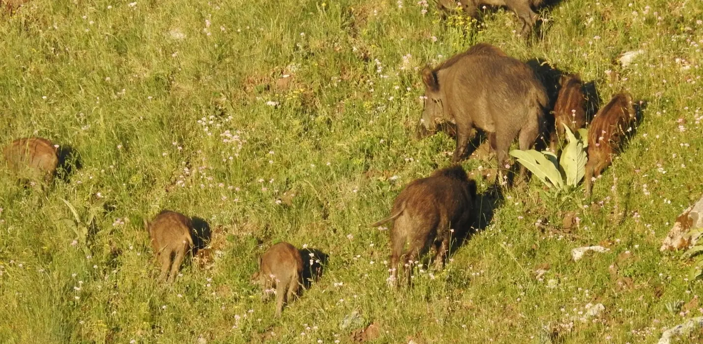 SULLE TRACCE DELL'ORSO MARSICANO