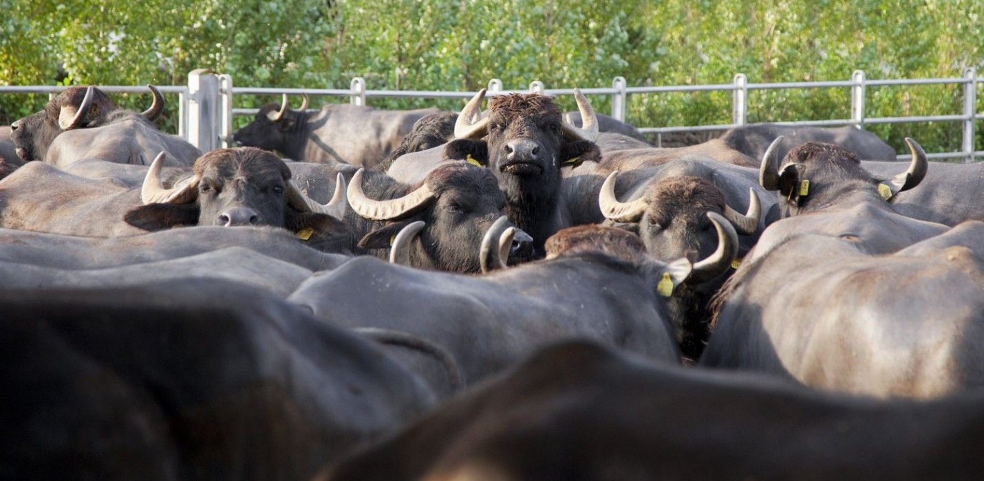 AMALFI, SALERNO E PAESTUM AMALFI, SALERNO E PAESTUM