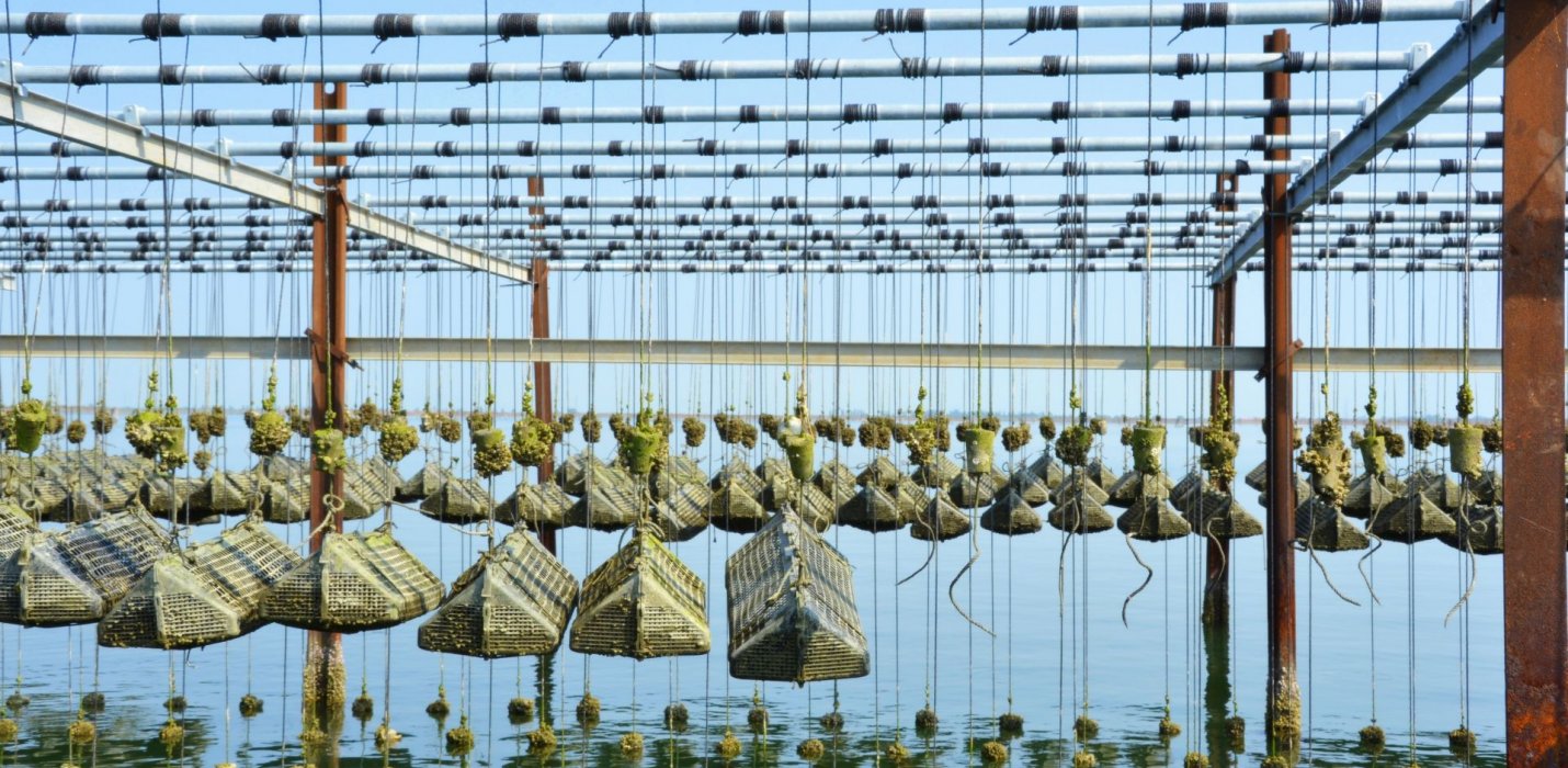 DELTA DEL PO AL TRAMONTO DELTA DEL PO AL TRAMONTO