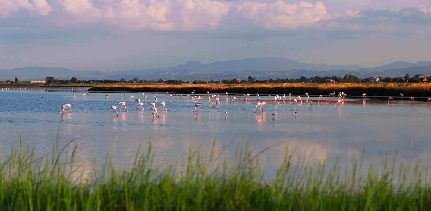 MOSTRA DI FORLI E APERICENA  ALLE SALINE DI CERVIA