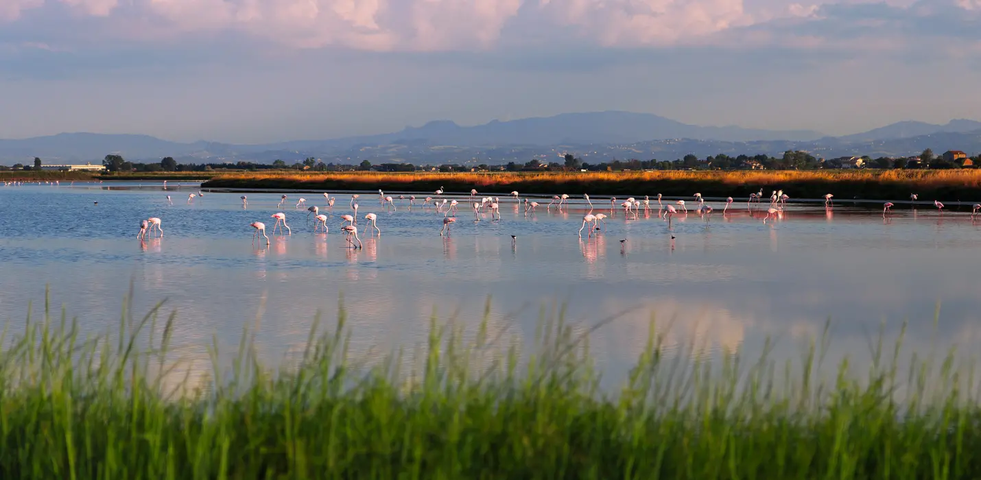 MOSTRA DI FORLI E APERICENA  ALLE SALINE DI CERVIA