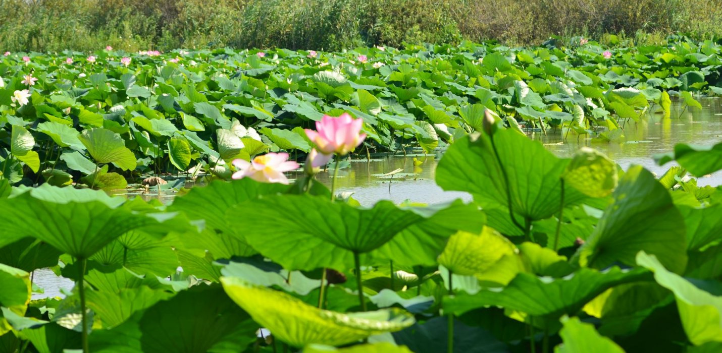 FIORI DI LOTO E REGGIA DI COLORNO FIORI DI LOTO E REGGIA DI COLORNO