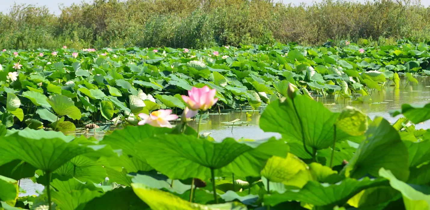 I FIORI DI LOTO E IL TRAMONTO SU MANTOVA