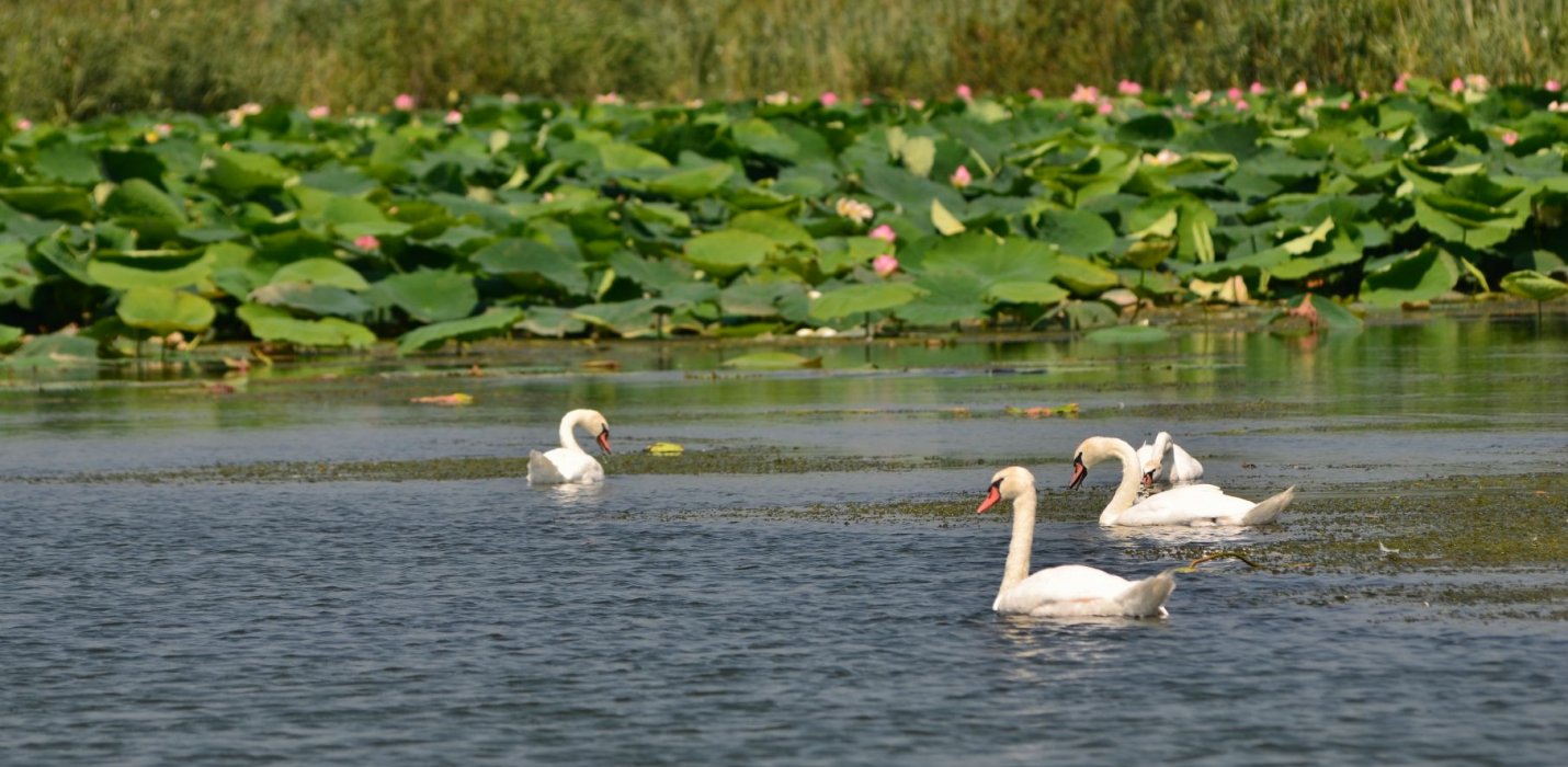 I FIORI DI LOTO E PESCHIERA DEL GARDA