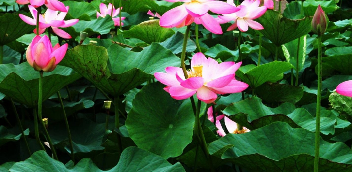 I FIORI DI LOTO E PESCHIERA DEL GARDA