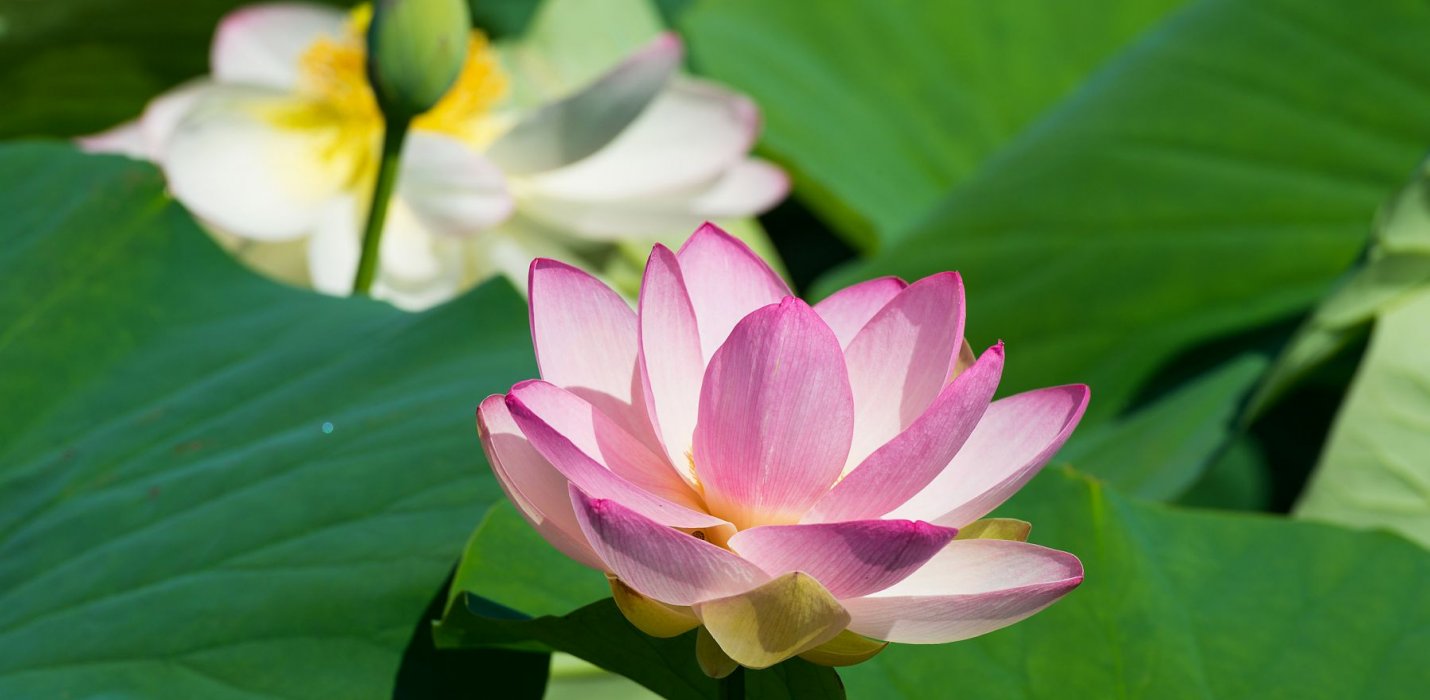 FIORI DI LOTO E REGGIA DI COLORNO FIORI DI LOTO E REGGIA DI COLORNO