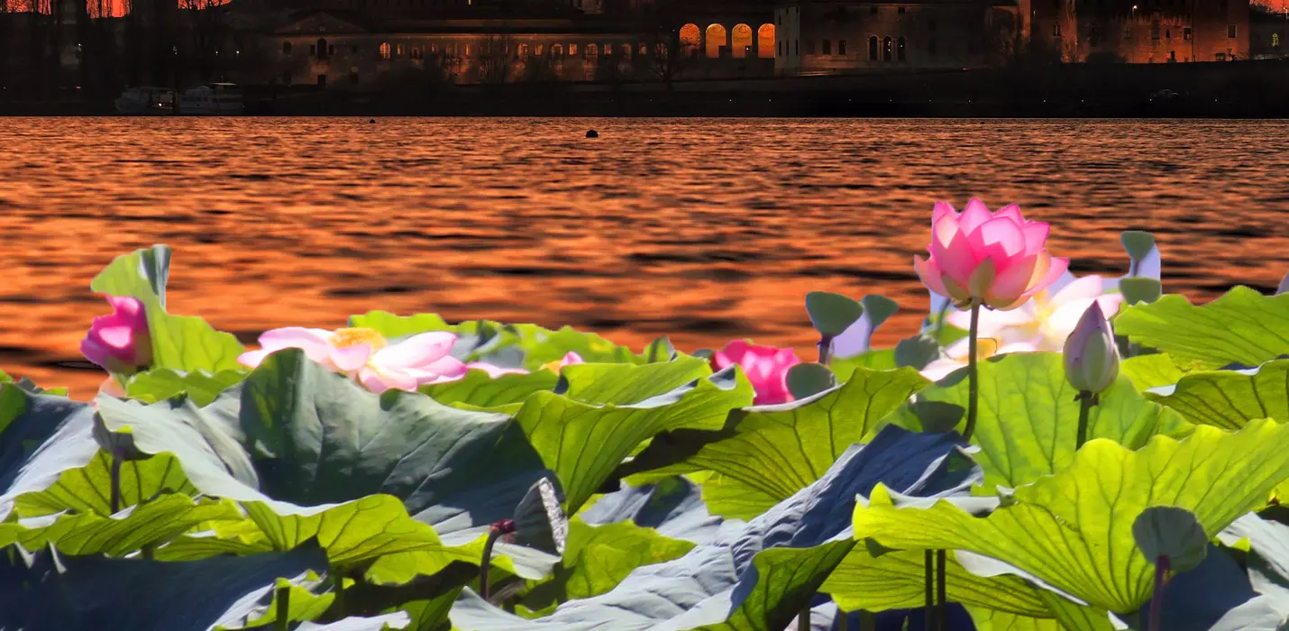 I FIORI DI LOTO E IL TRAMONTO SU MANTOVA