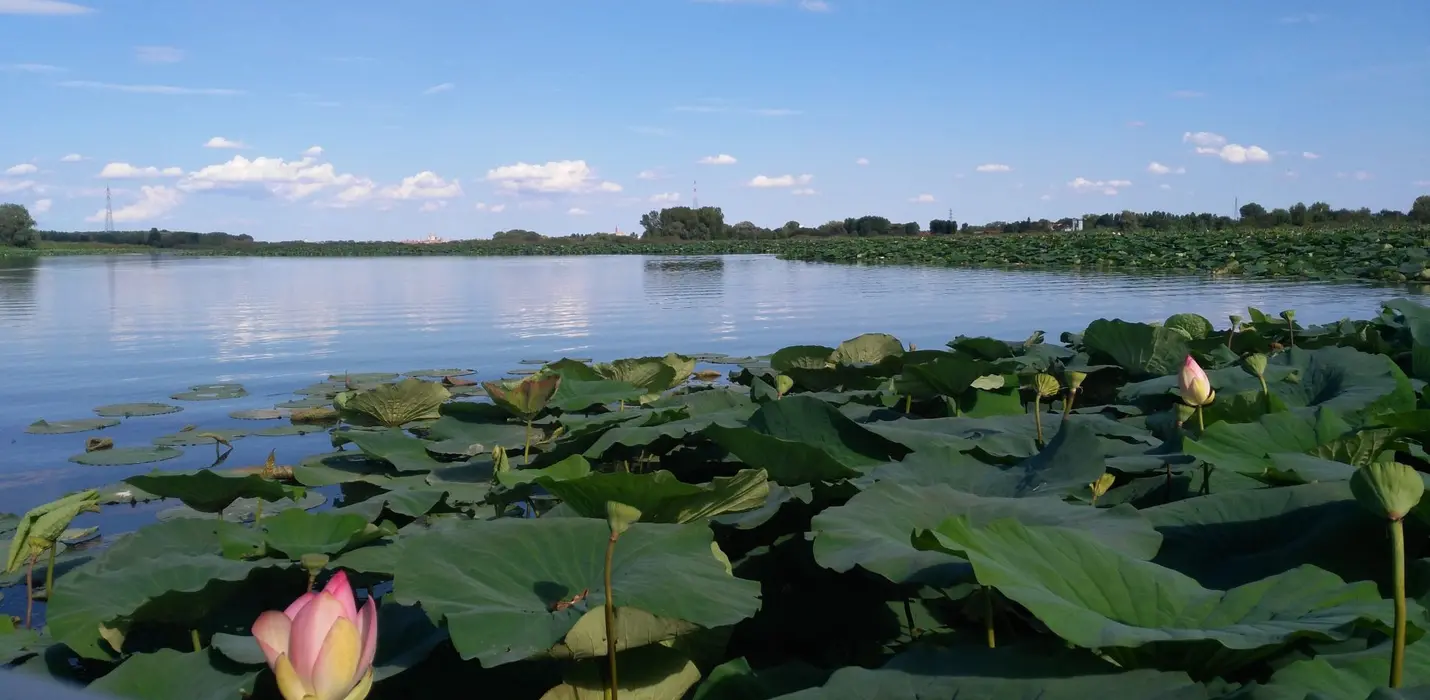 I FIORI DI LOTO E IL TRAMONTO SU MANTOVA