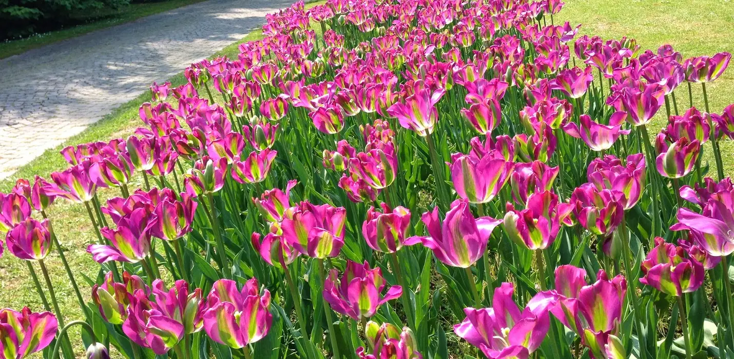 TULIPANOMANIA A PARCO SIGURTA'