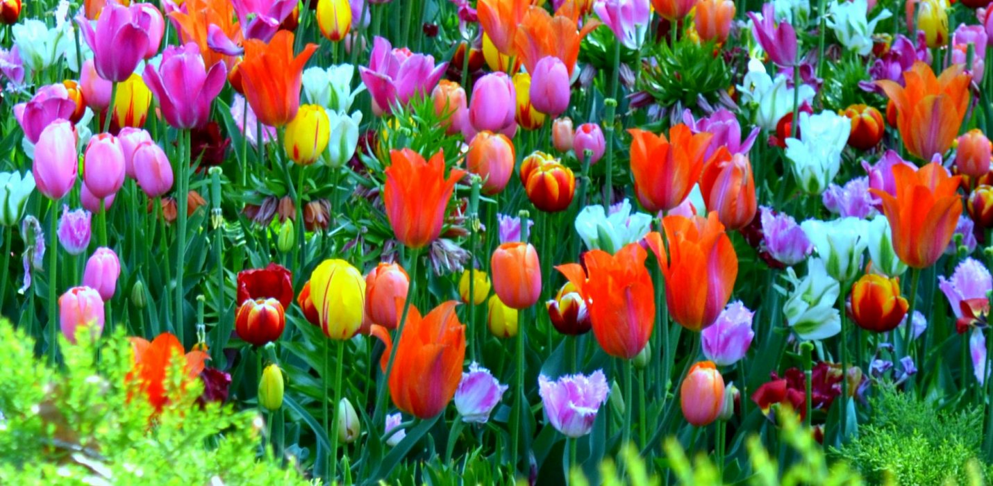 TULIPANOMANIA A PARCO SIGURTA' TULIPANOMANIA A PARCO SIGURTA'