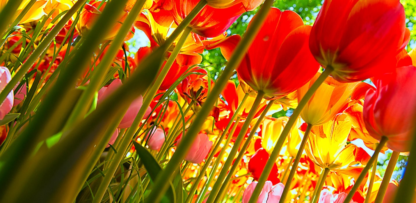 TULIPANOMANIA A PARCO SIGURTA' TULIPANOMANIA A PARCO SIGURTA'