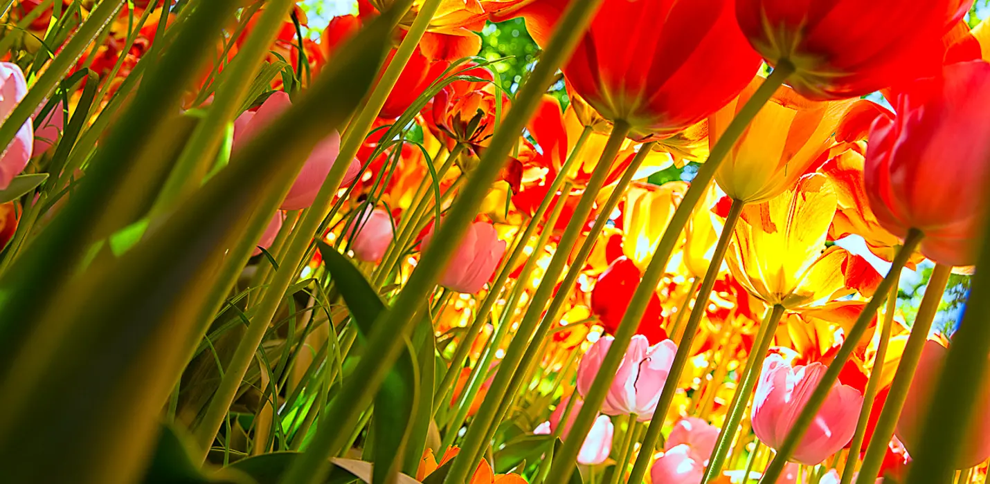 TULIPANOMANIA A PARCO SIGURTA'