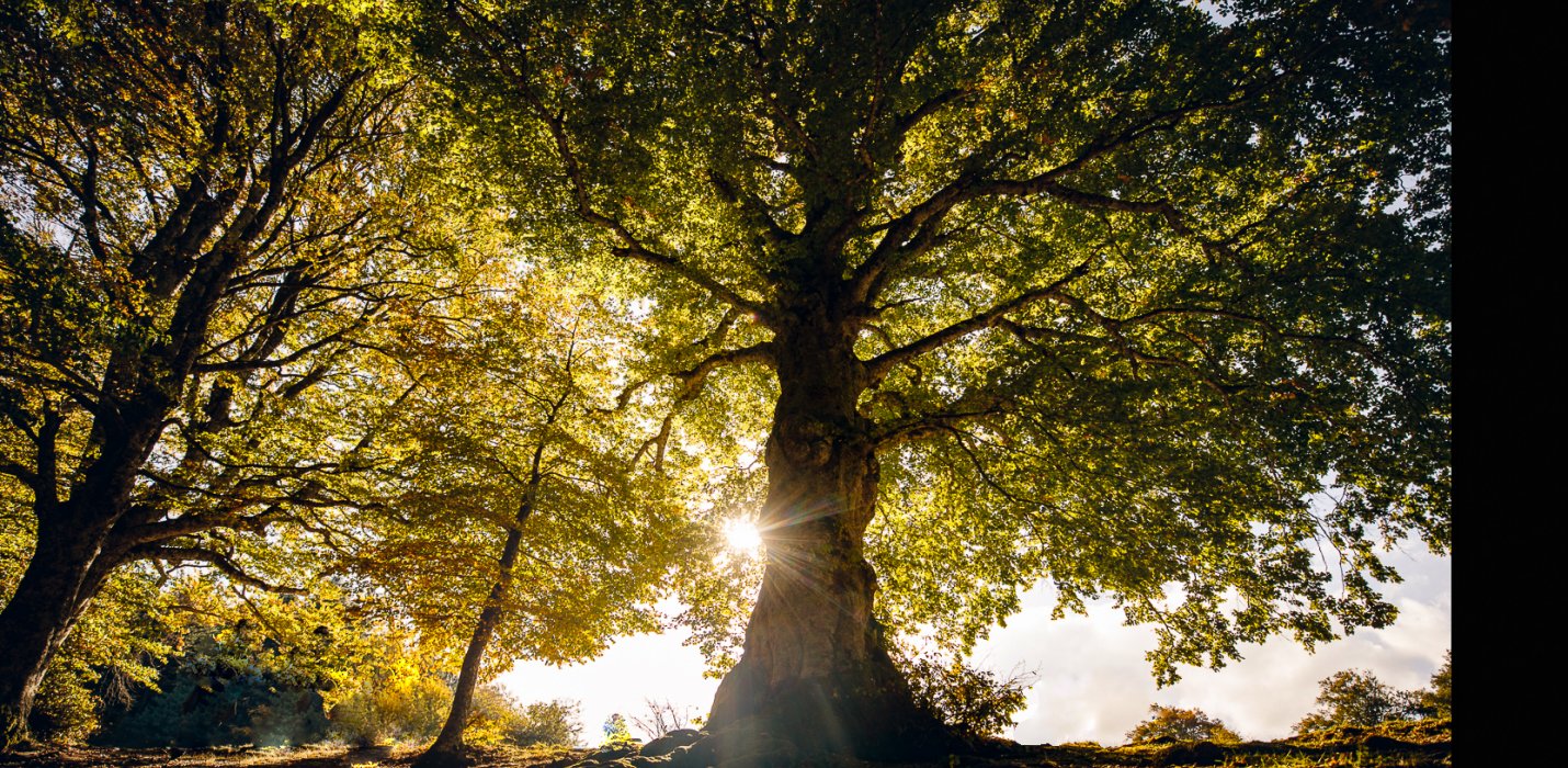 IL BOSCO DI CANFAITO E I MURALES DI BRACCANO