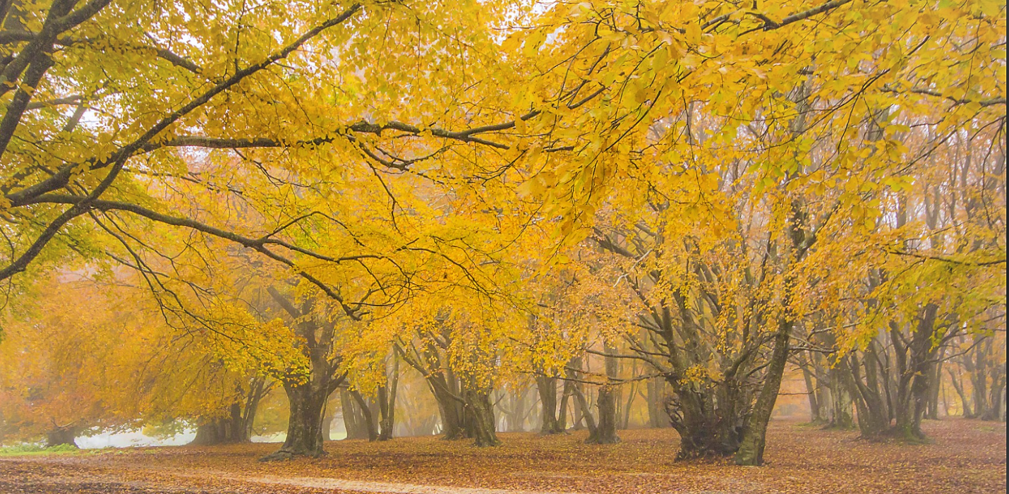IL BOSCO DI CANFAITO E I MURALES DI BRACCANO IL BOSCO DI CANFAITO E I MURALES DI BRACCANO