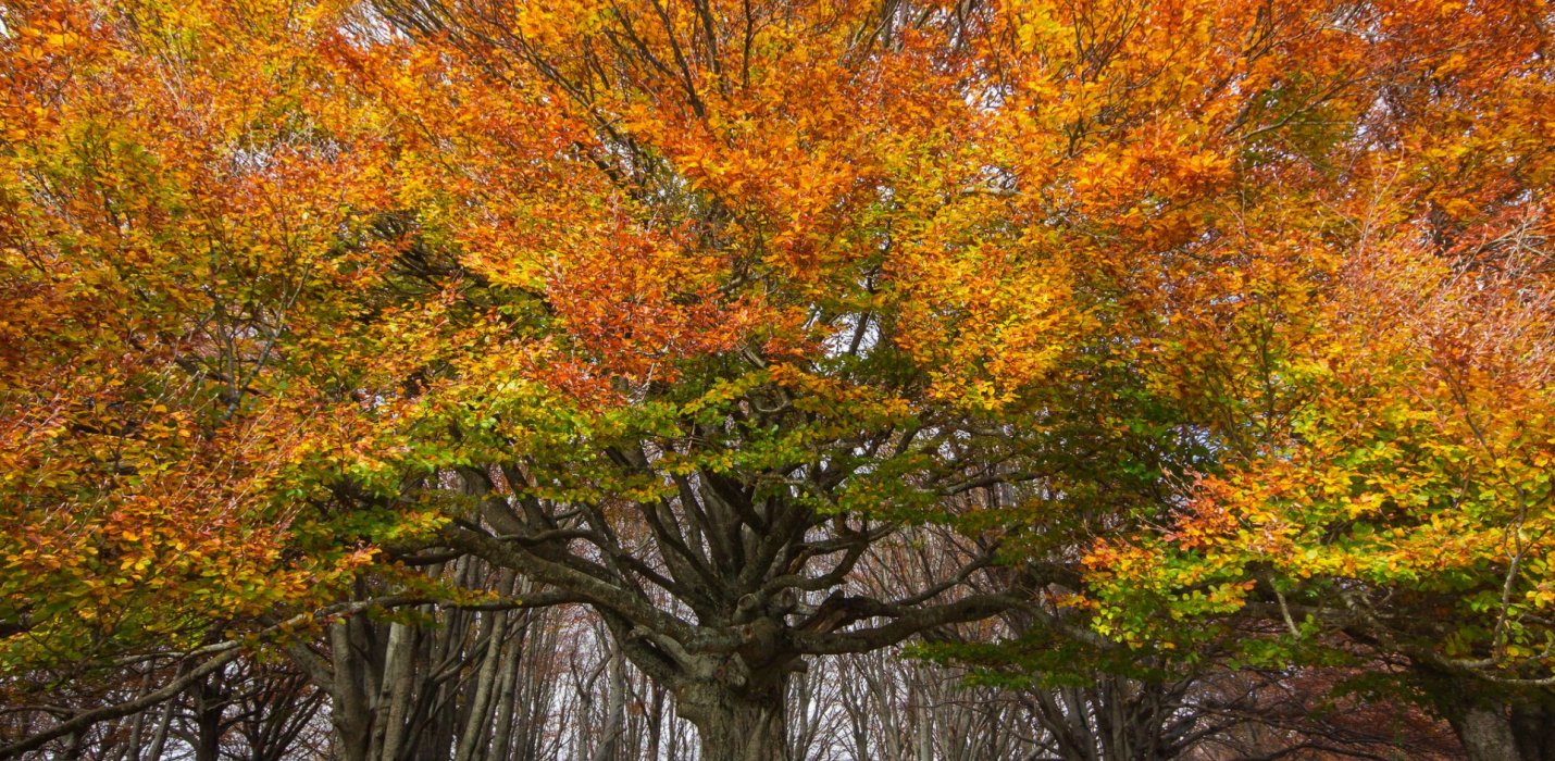 IL BOSCO DI CANFAITO E I MURALES DI BRACCANO