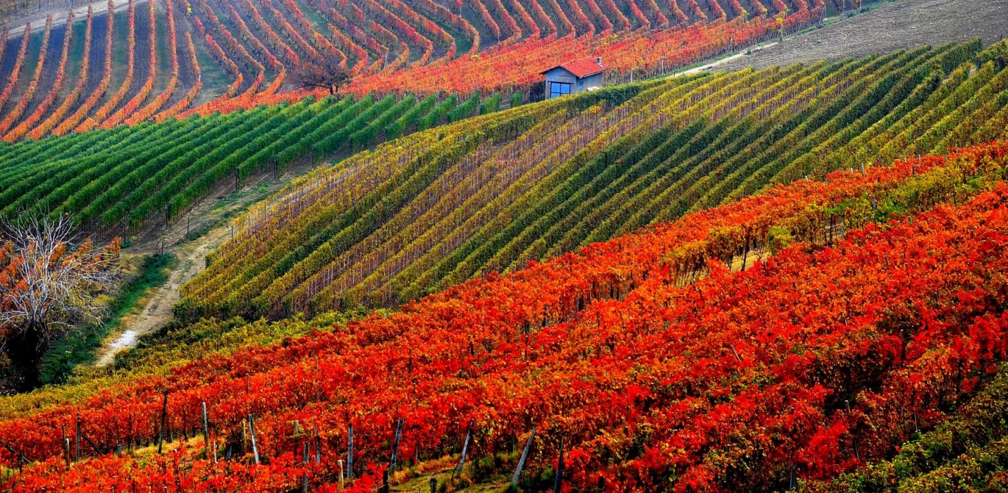 ALBA, LANGHE E MONFERRATO ALBA, LANGHE E MONFERRATO