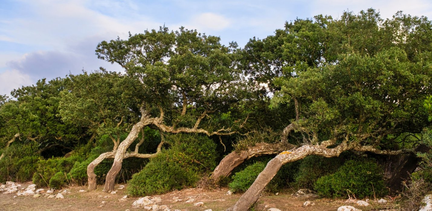 CAGLIARI E SARDEGNA DEL SUD