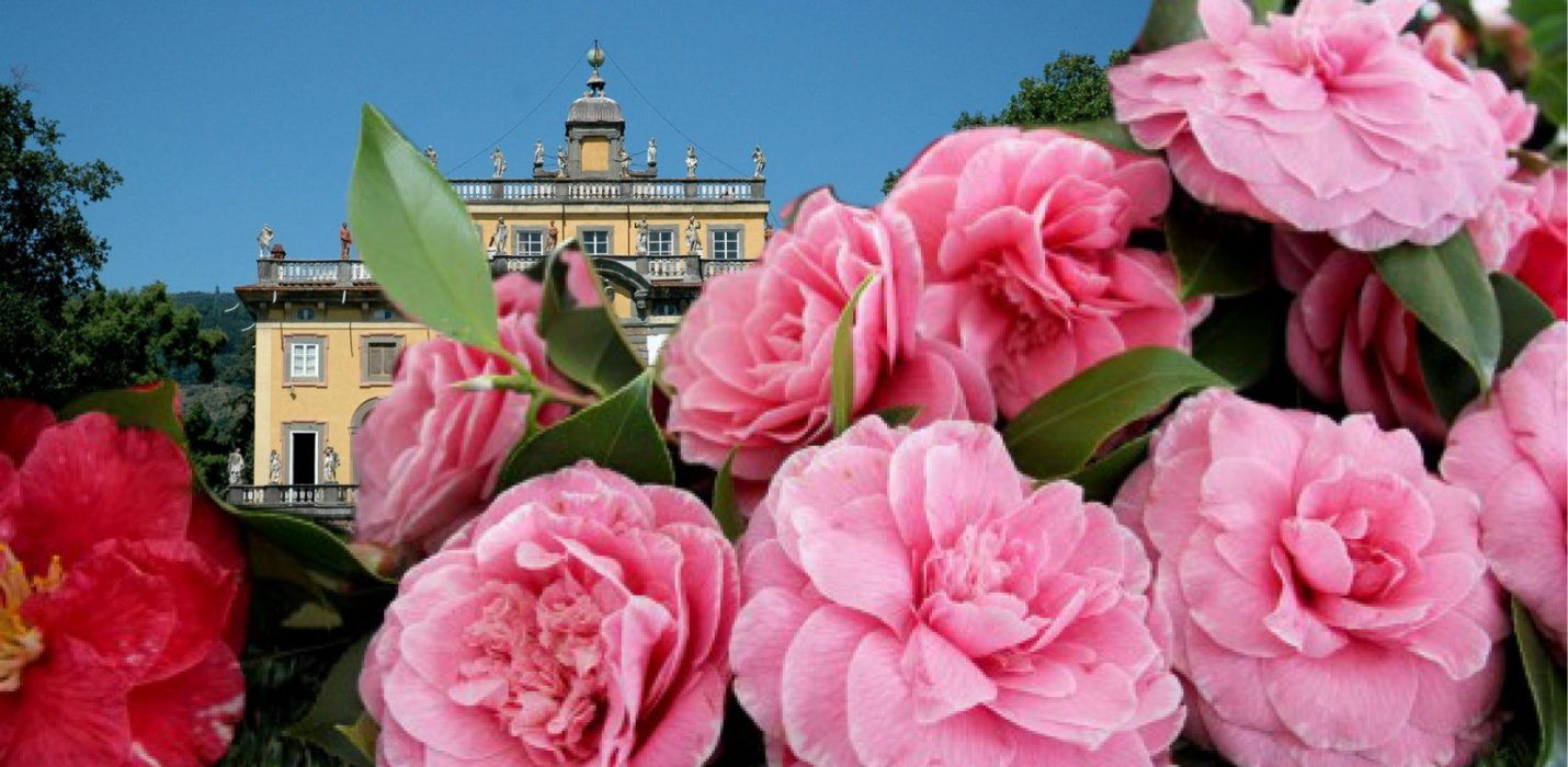 VILLE E CAMELIE DELLA LUCCHESIA