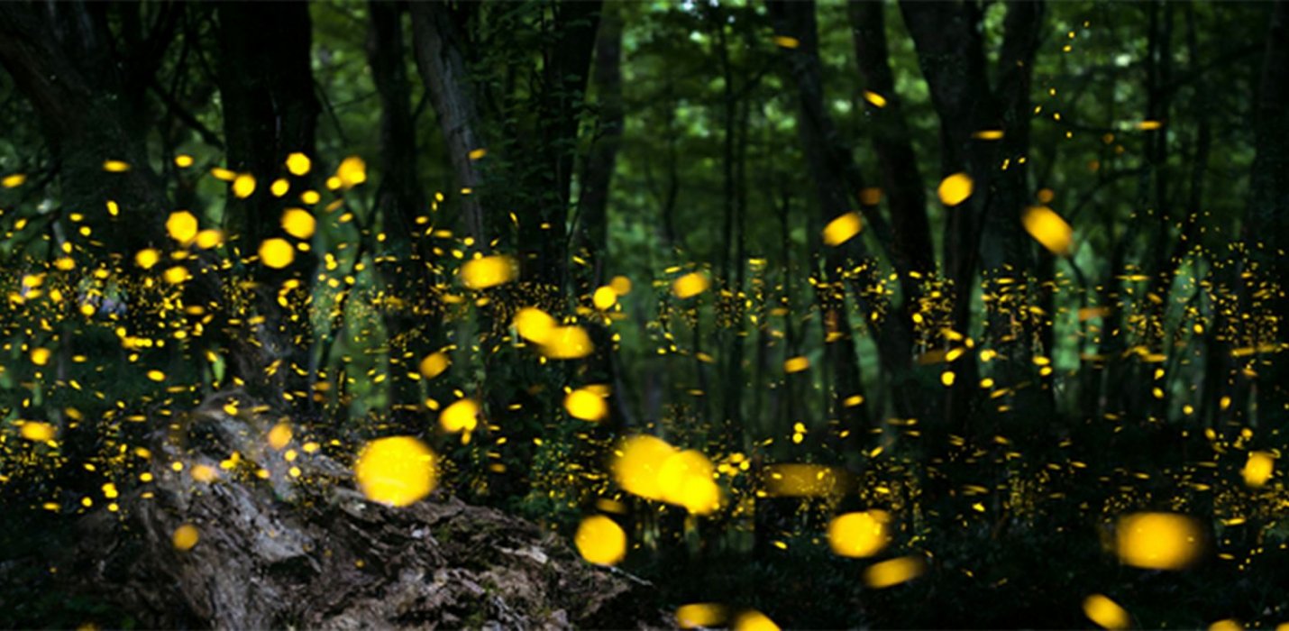 LE LUCCIOLE DI SAN ROMUALDO