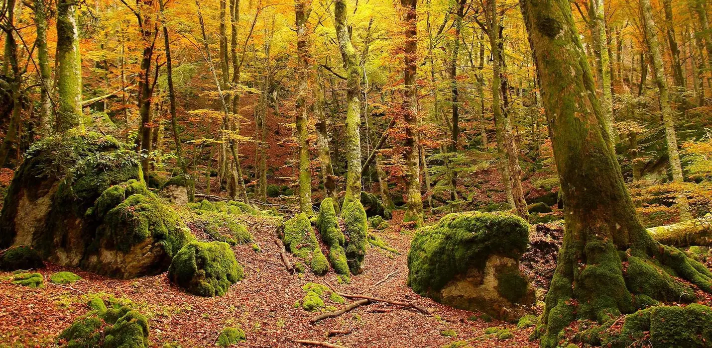 ASSAGGI DIVINI TRA FORESTE, CANTINE E MONASTERI SACRI