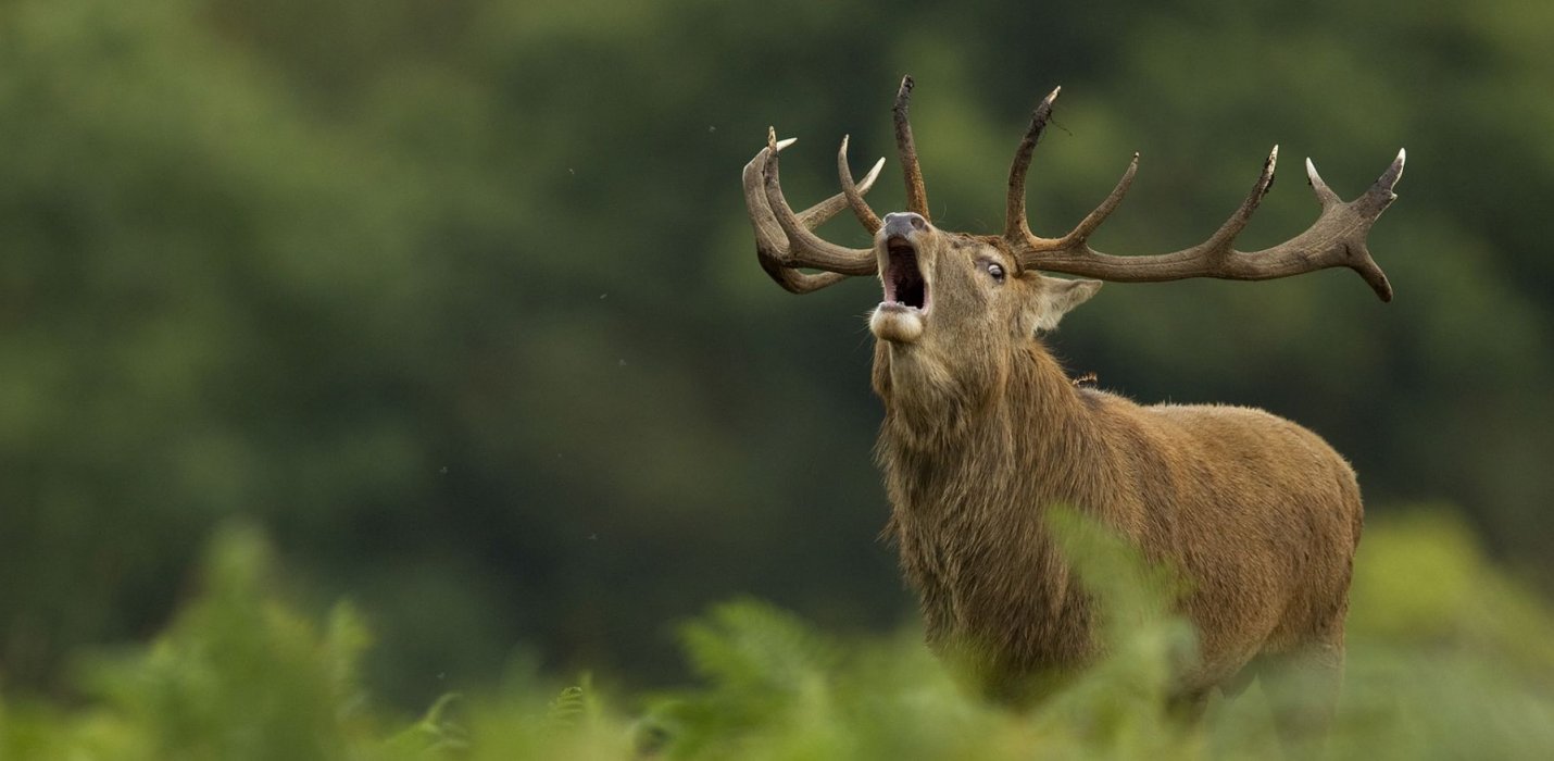 I BRAMITI DEL CERVO NELLA FORESTA DI CAMALDOLI I BRAMITI DEL CERVO NELLA FORESTA DI CAMALDOLI