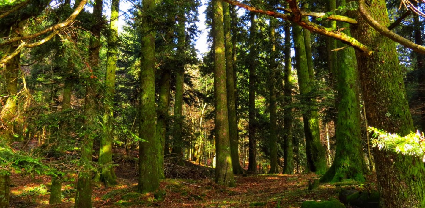 I BRAMITI DEL CERVO NELLA FORESTA DI CAMALDOLI I BRAMITI DEL CERVO NELLA FORESTA DI CAMALDOLI