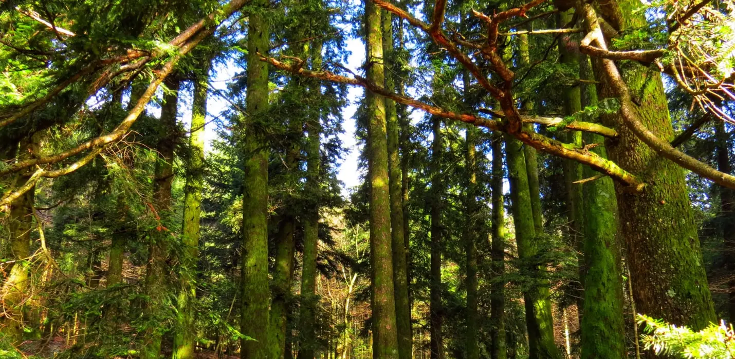 I BRAMITI DEL CERVO NELLA FORESTA DI CAMALDOLI
