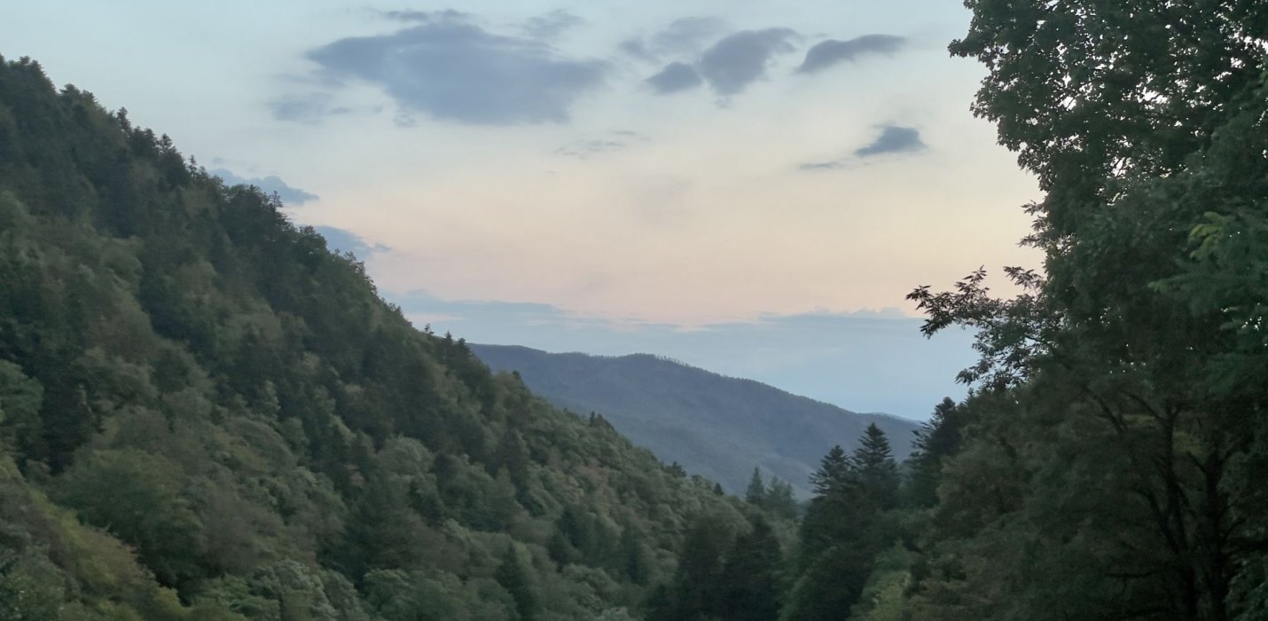 I BRAMITI DEL CERVO NELLA FORESTA DI CAMALDOLI I BRAMITI DEL CERVO NELLA FORESTA DI CAMALDOLI