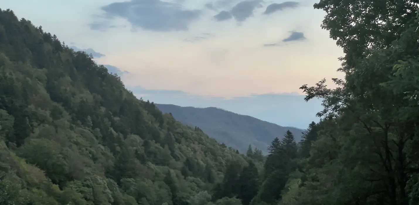I BRAMITI DEL CERVO NELLA FORESTA DI CAMALDOLI