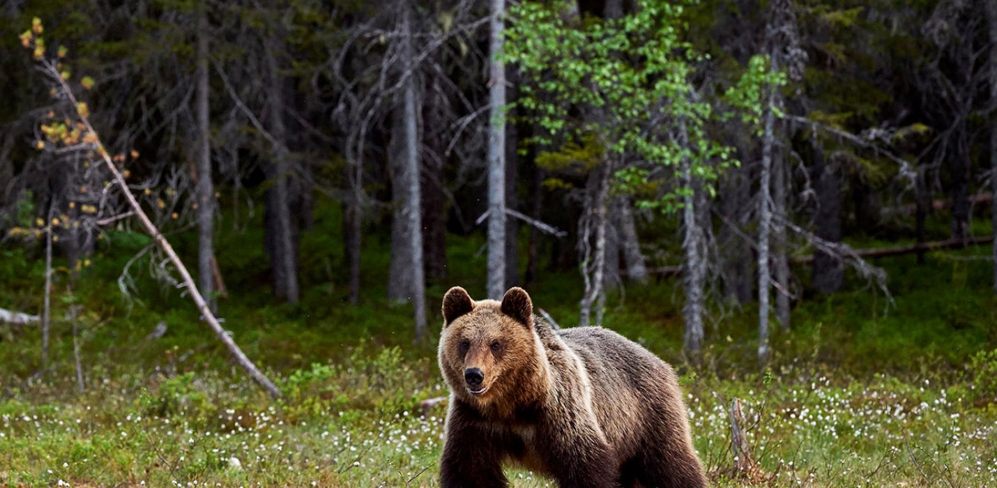 SULLE TRACCE DELL'ORSO MARSICANO
