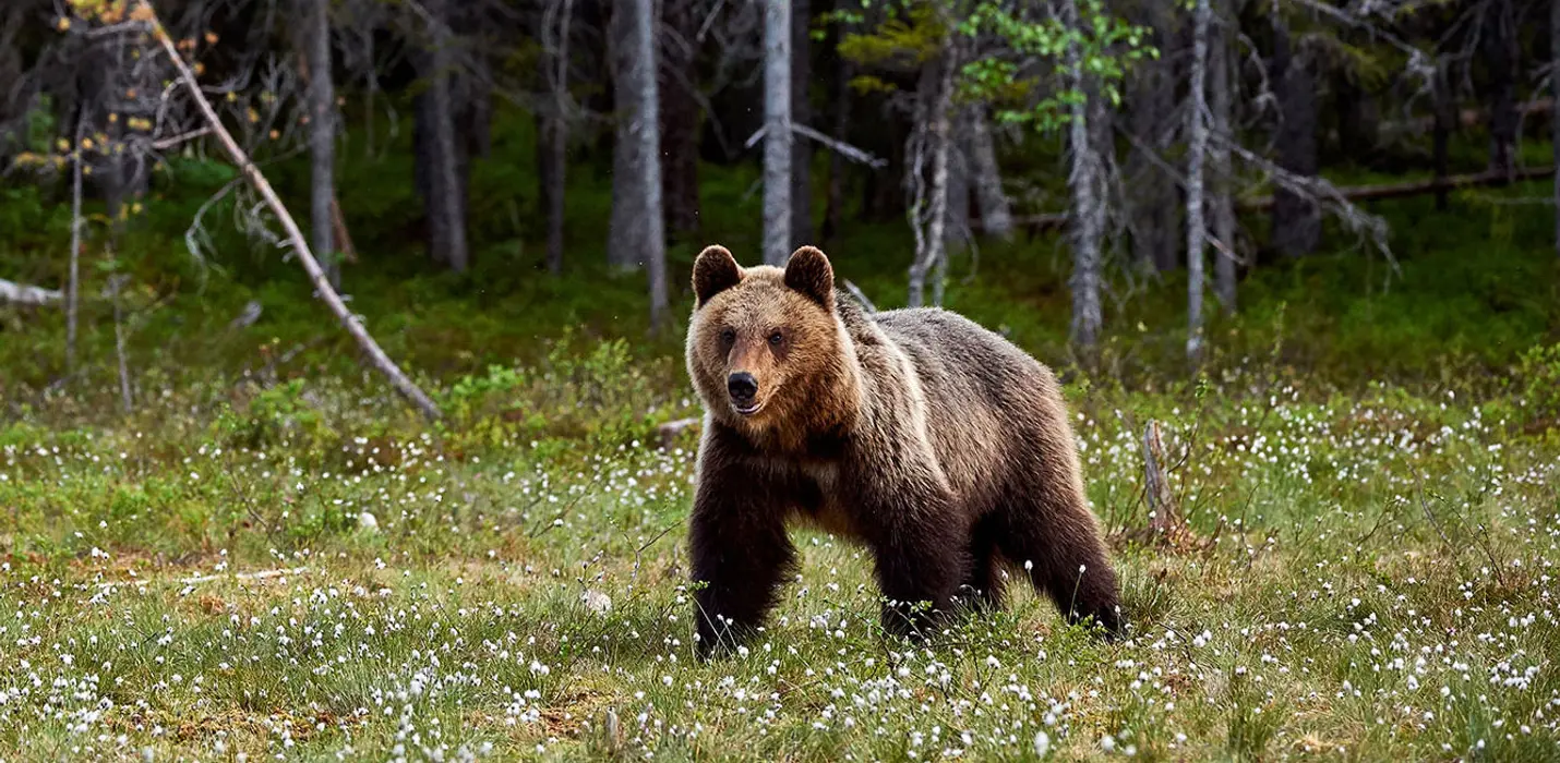 SULLE TRACCE DELL'ORSO MARSICANO