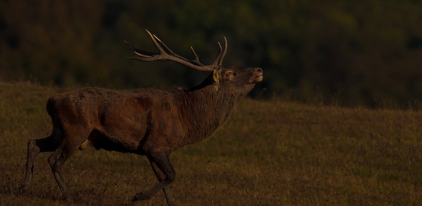I BRAMITI DEL CERVO NELLA FORESTA DI CAMALDOLI I BRAMITI DEL CERVO NELLA FORESTA DI CAMALDOLI
