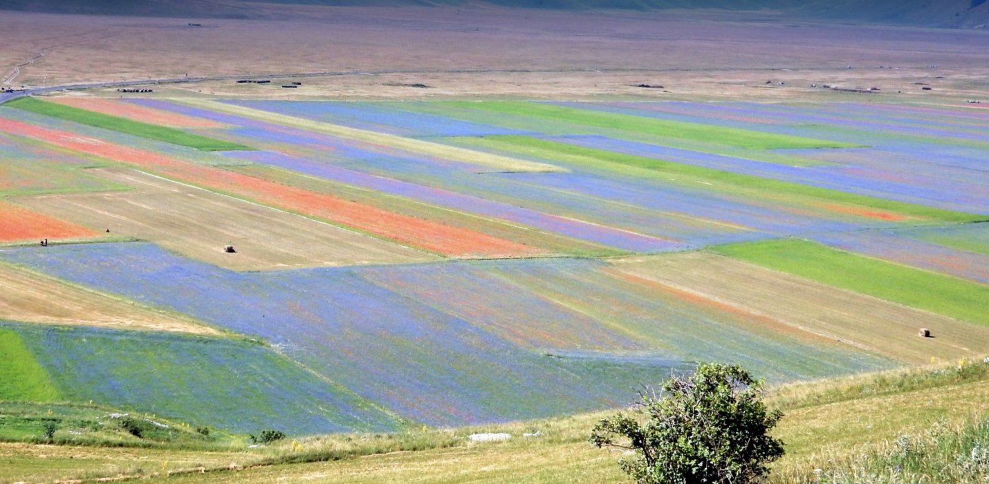 FIORITURE DI CASTELLUCCIO E CORINALDO FIORITURE DI CASTELLUCCIO E CORINALDO