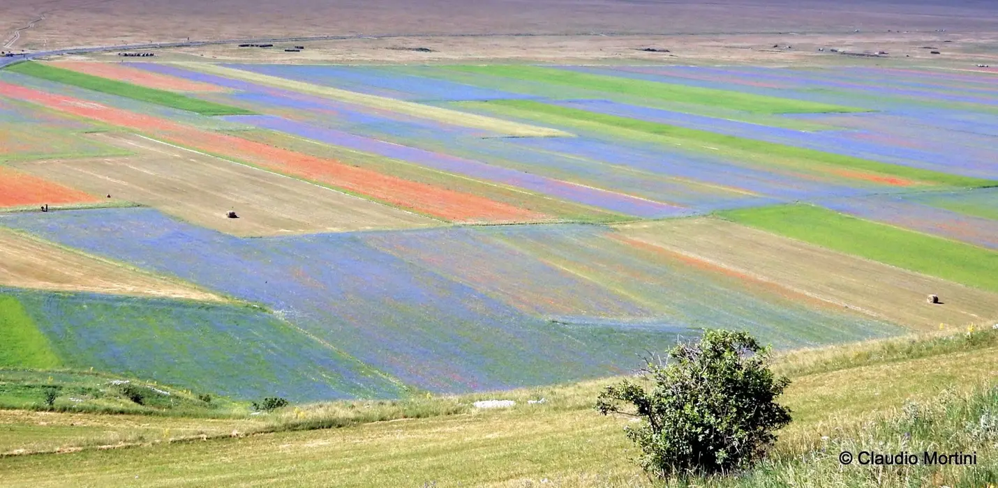 FIORITURA DI CASTELLUCCIO DI NORCIA