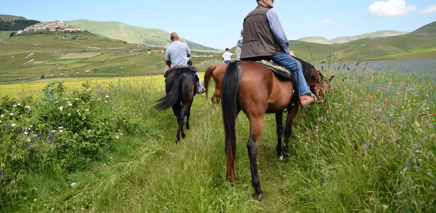 FIORITURA DI CASTELLUCCIO  E CASCIA
