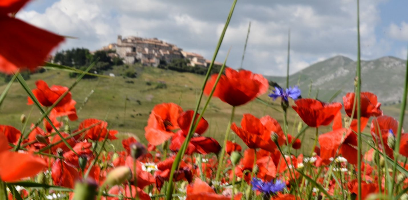 FIORITURE DI CASTELLUCCIO E CORINALDO FIORITURE DI CASTELLUCCIO E CORINALDO