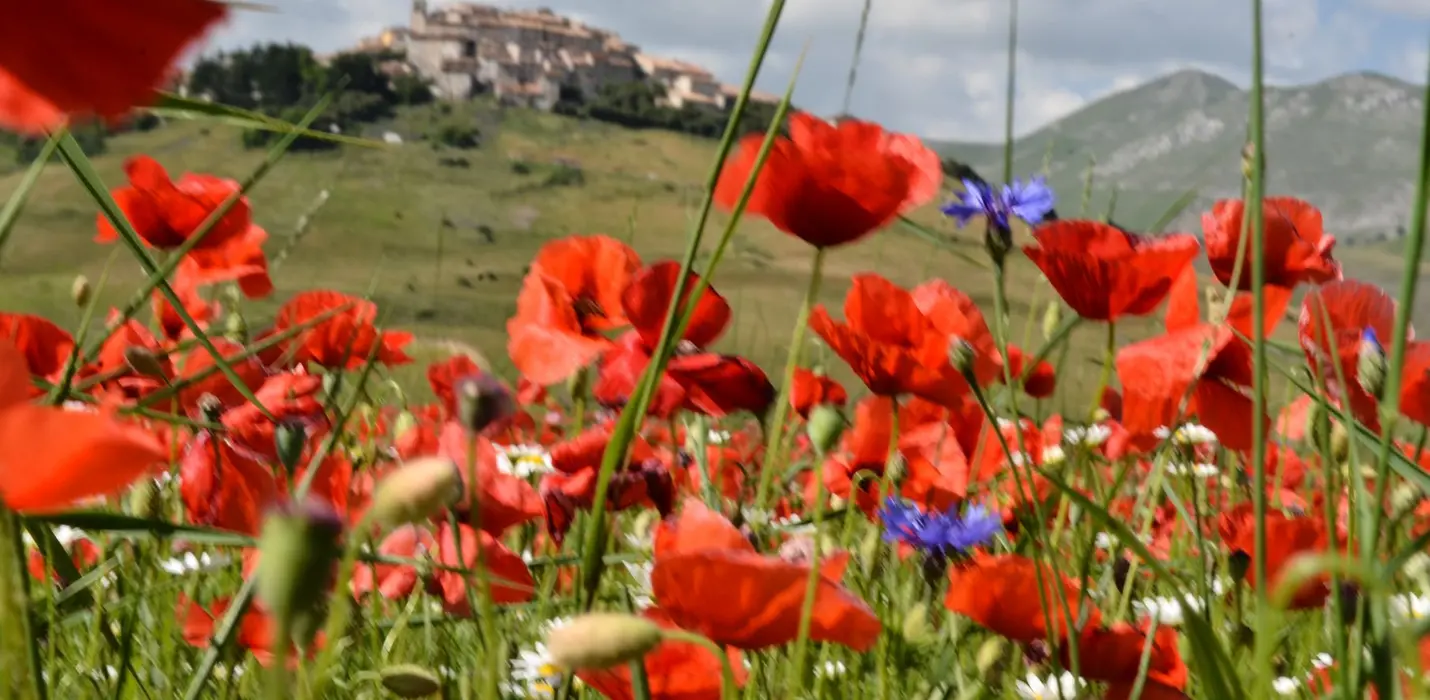 FIORITURA DI CASTELLUCCIO DI NORCIA