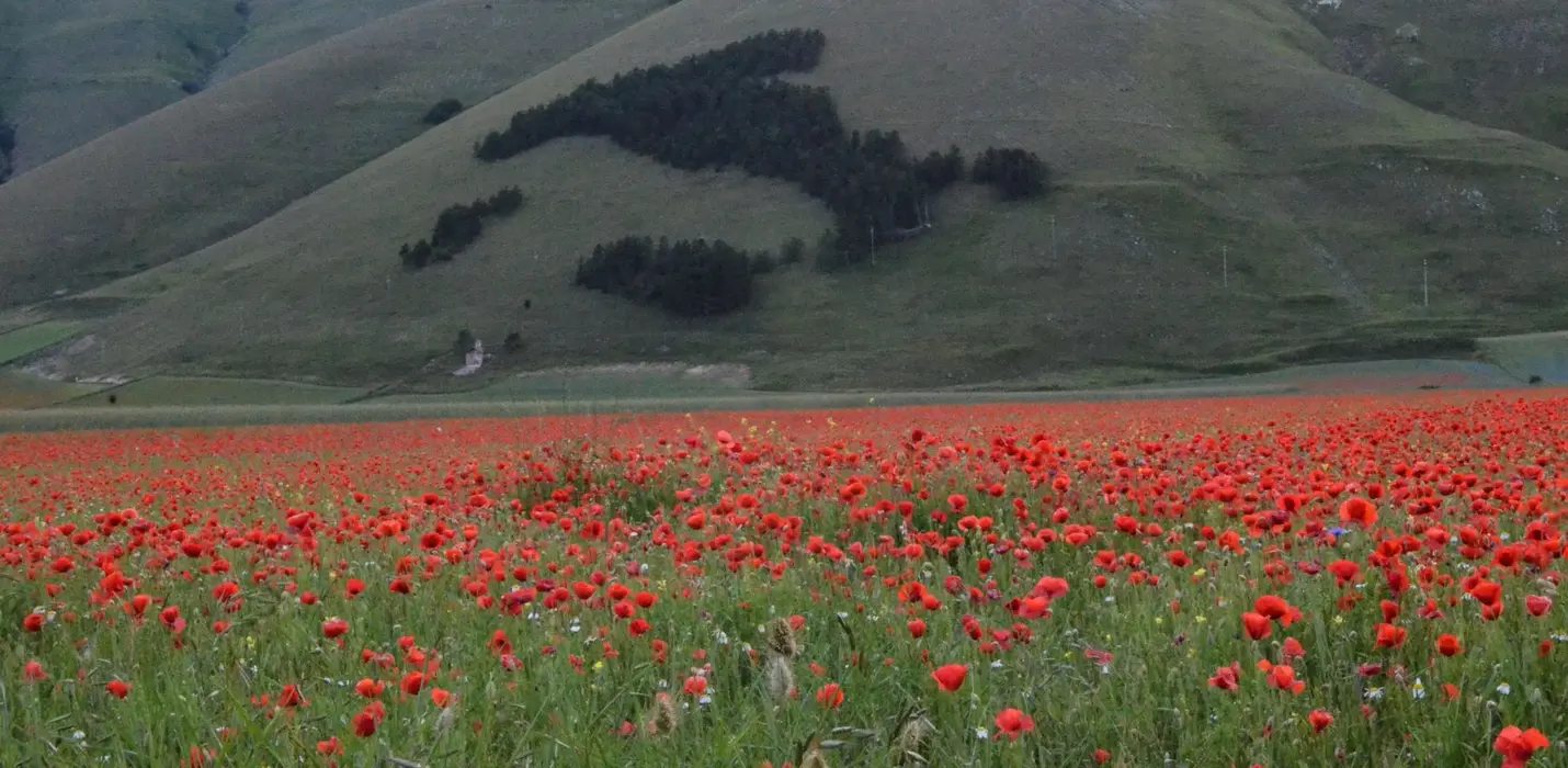 FIORITURA DI CASTELLUCCIO  E CASCIA