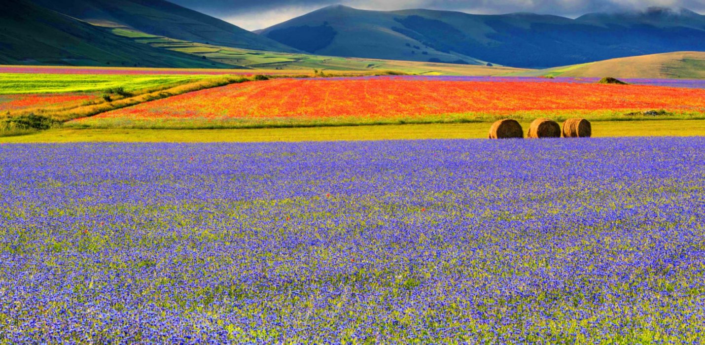 FIORITURE DI CASTELLUCCIO E CORINALDO FIORITURE DI CASTELLUCCIO E CORINALDO