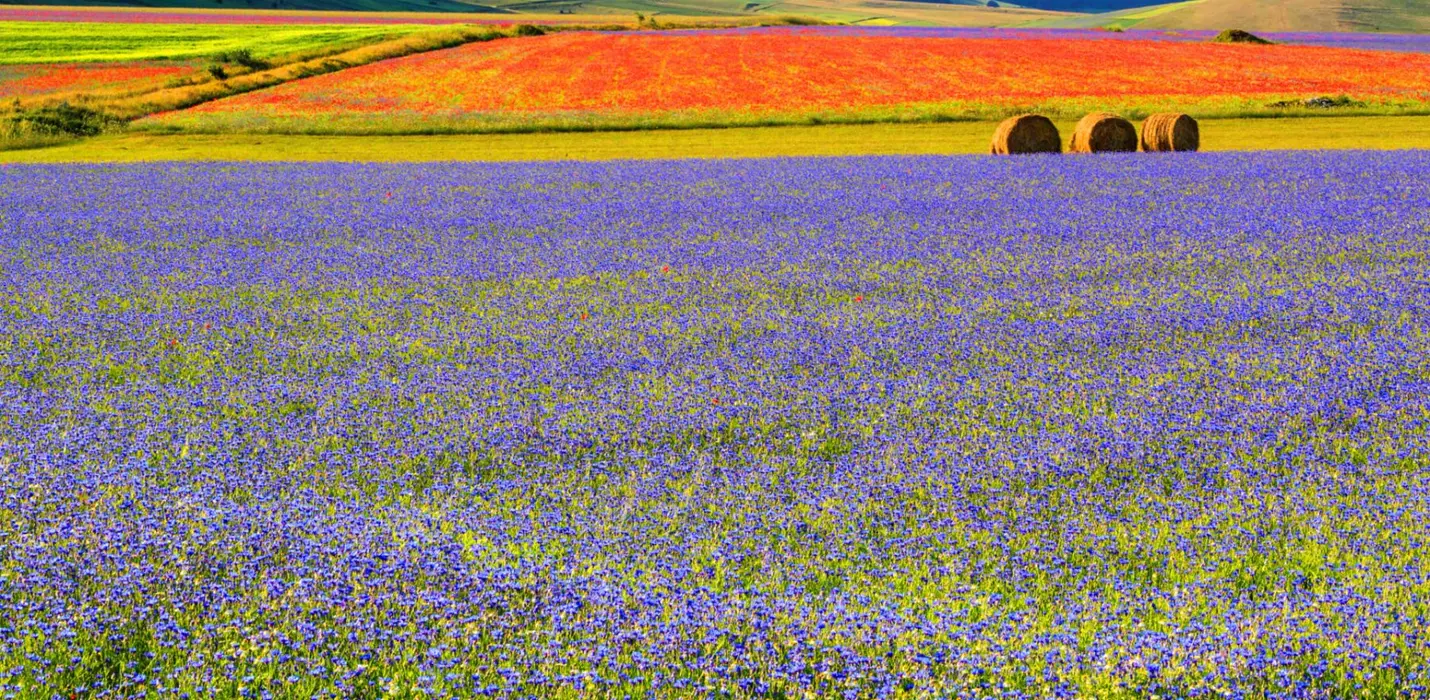 FIORITURA DI CASTELLUCCIO  E CASCIA